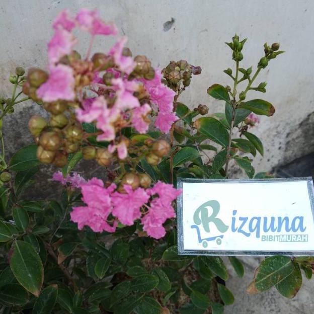 

Bunga Sakura
