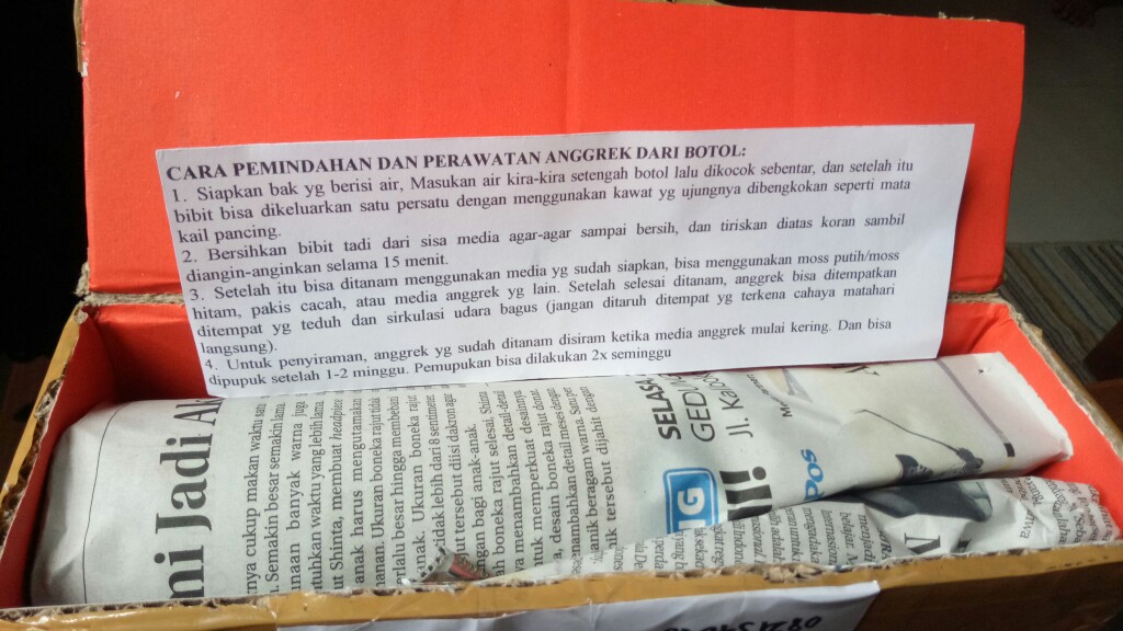 Tanaman Anggrek Botol Tebu Isi 30