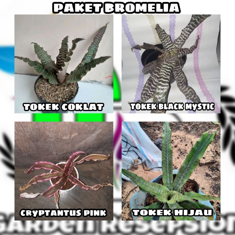 PAKETAN MURAH JENIS BROMELIA!!!BROMELIA
