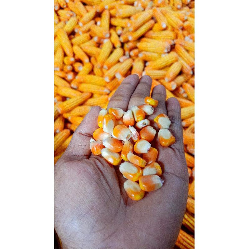 

jagung jumbo terbaik harga murah