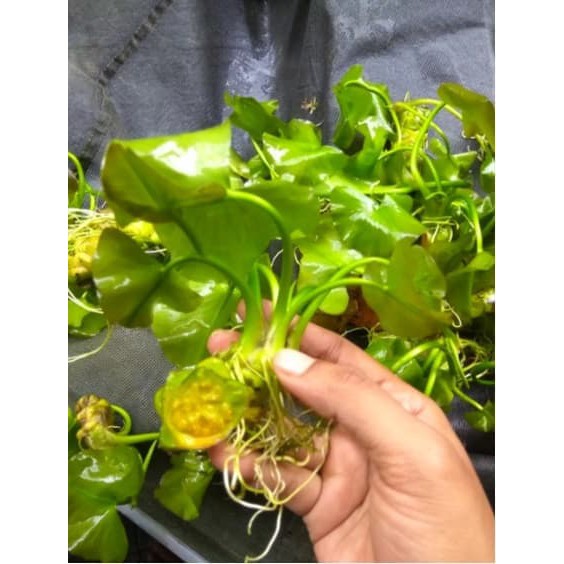 JTU651 water lily tanaman aquascape