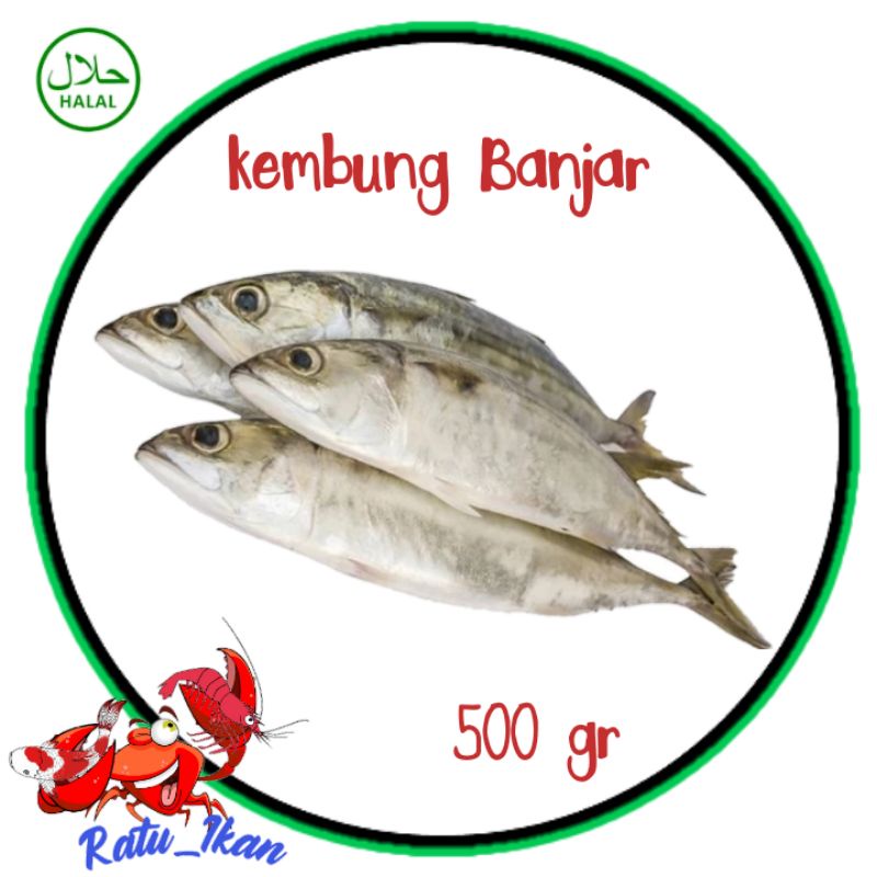 

ikan kembung Banjar [500gram] ratu ikan