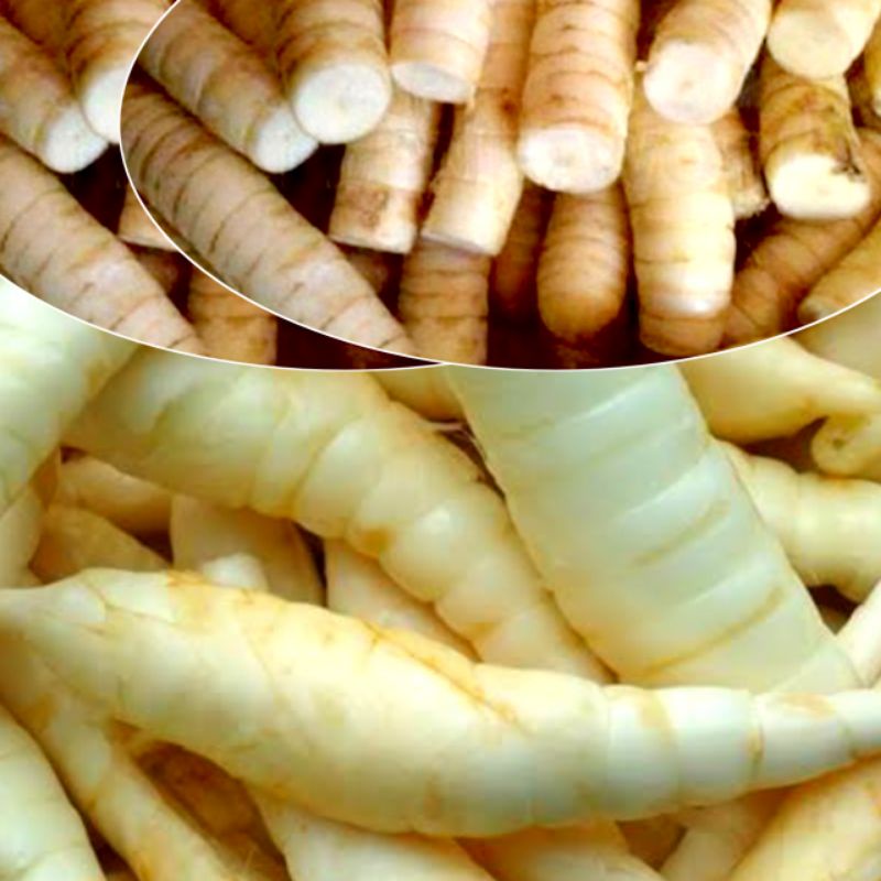 

Umbi angkrik