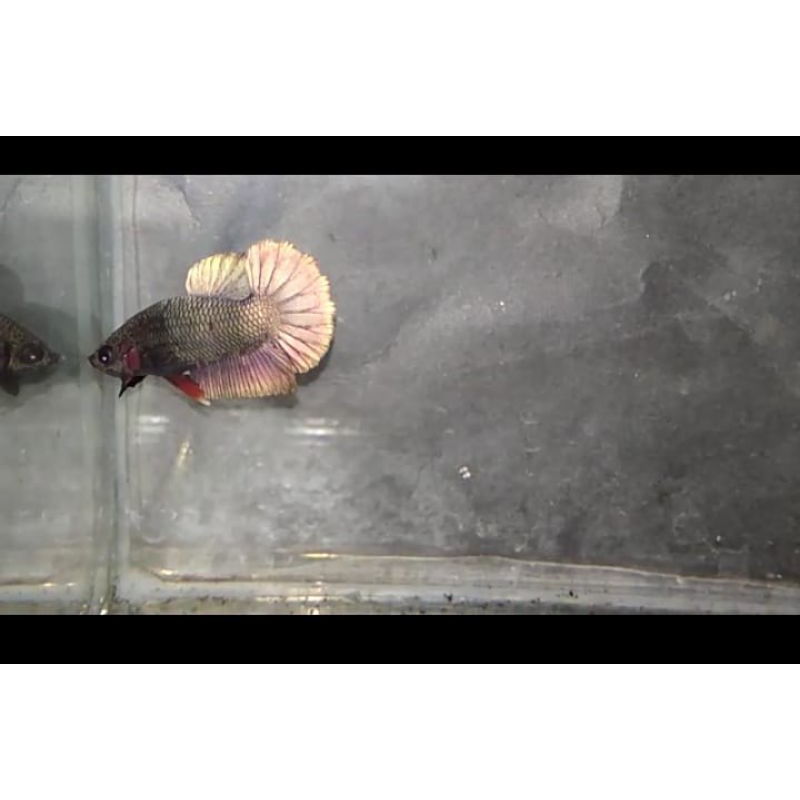 ikan cupang avatar goold cooper