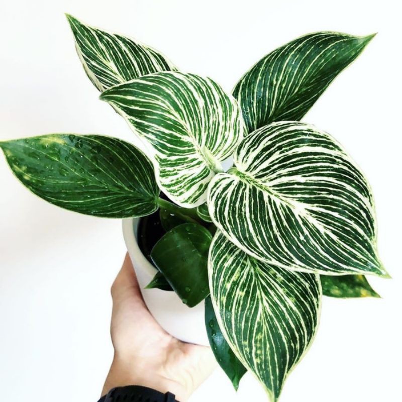 philodendron Birkin - tanaman hias Philo birkin - tanaman koleksi