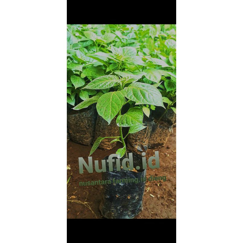 Bibit Cabe Gendot Dieng