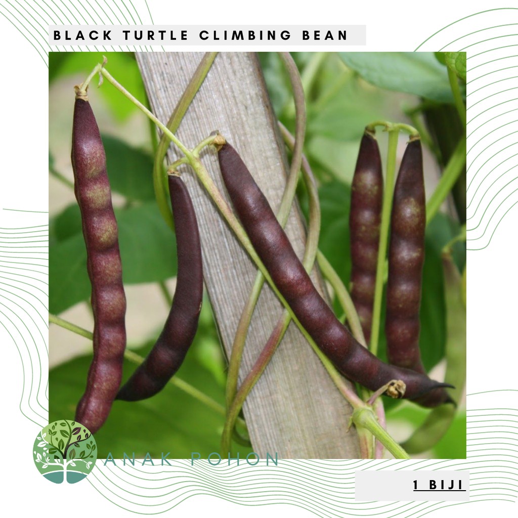 Benih Bibit Biji - Black Turtle Climbing Bean Seeds - IMPORT AUSTRIA