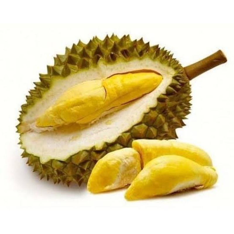 Bibit Durian Kaki Tiga Bawor