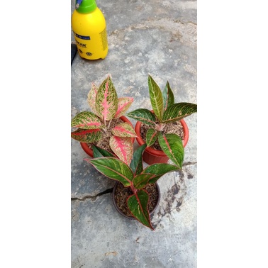 paket aglonema legacy red dan green
