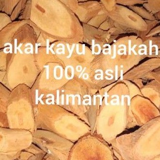 

kayu bajakah asli dari kalimantan