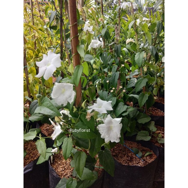 Tanaman thunbergia fragrans putih atau thunbergia mini putih