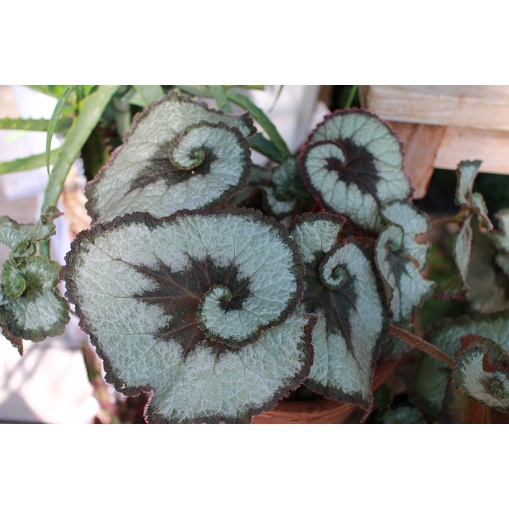Tanaman Hias begonia Rex Keong Escargot Keong Eskargot