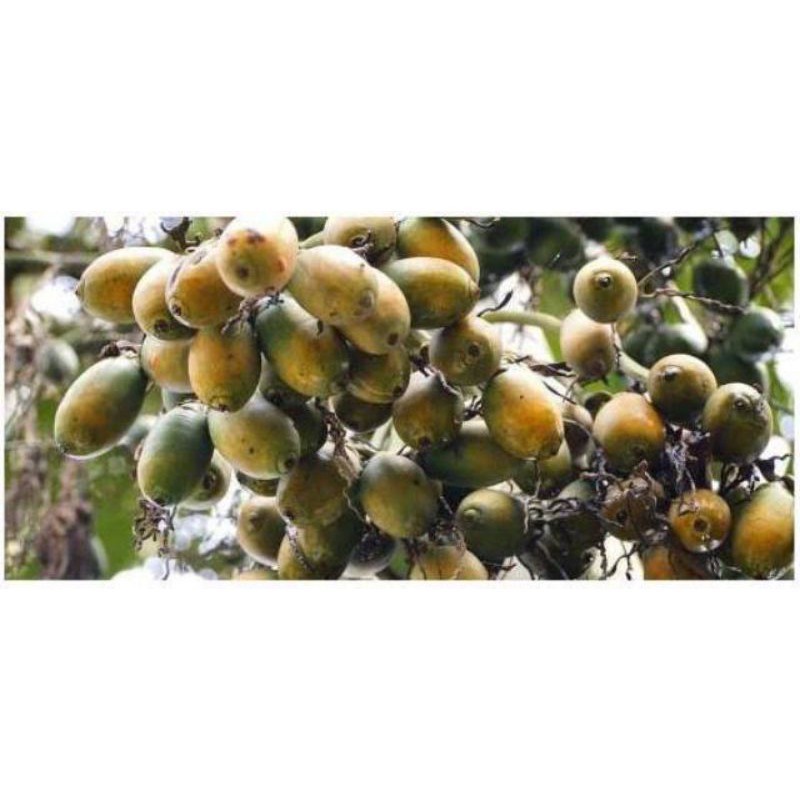 

Buah pinang jambe/jame tua 1kg termurah