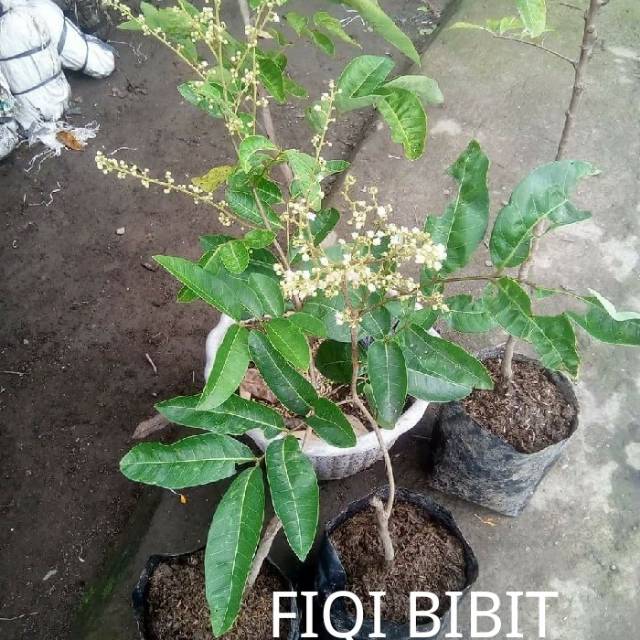 Bibit kelengkeng aroma durian berbunga