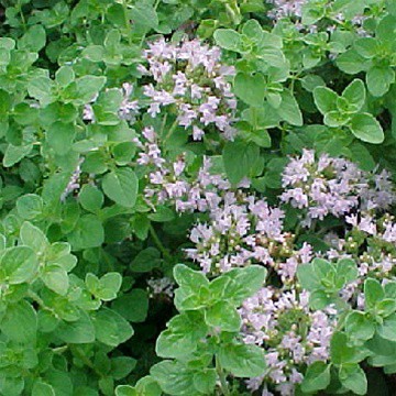 Bibit Benih Biji Herb Oregano - Biji Tanaman Pohon Herb Oregano - Bibit Herb Oregano - Oregano - COD