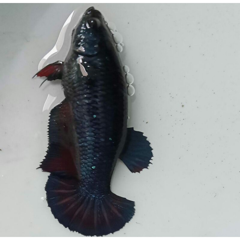 hiasan giant female avatar 01