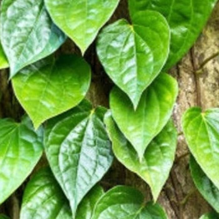 Jual Tanaman Sirih Hijau Sirih Ijo Daun Herbal Rimbun Shopee Indonesia