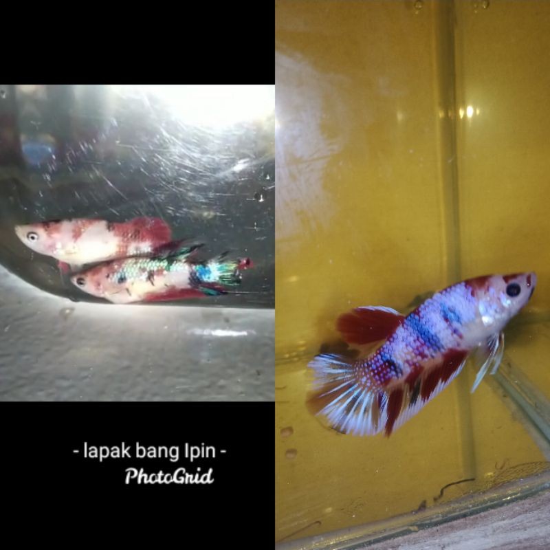 PAKET SEPASANG IKAN CUPANG HIAS PLAKAT KOI / 1 PAIR BETTA KOI MULTI COLOUR SIAP BREADING FULL TELUR