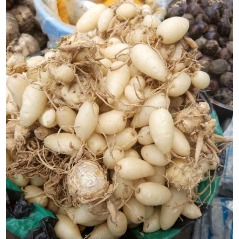 

Kunyit Putih segar