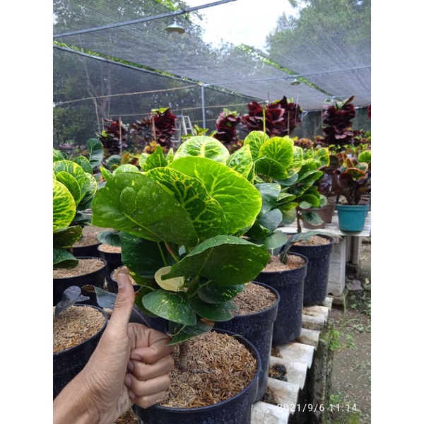 tanaman hias bunga puring langka bunga puring apel sritanjung super