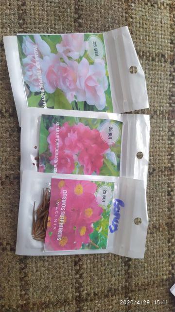 Pacar Air Magenta Gradasi Putih