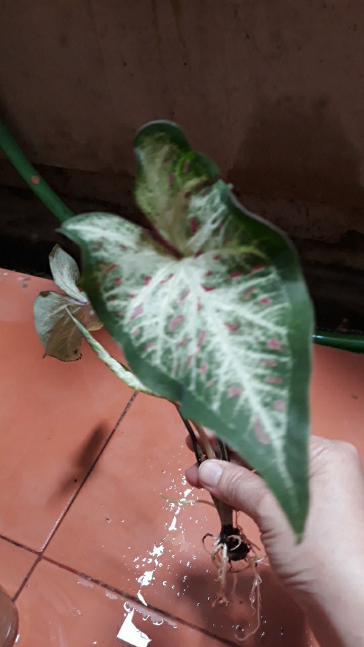 Caladium Gingerland / Dikirim Anakan Keladi Gingerland
