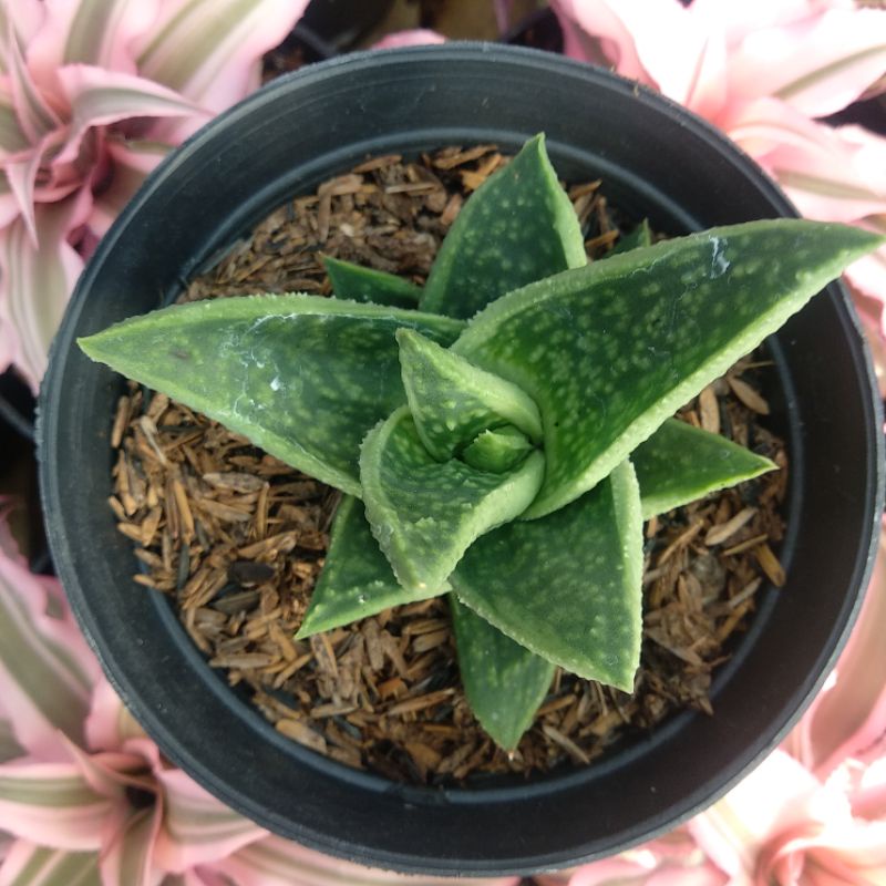 Aloe 7 | DP 10 Cm | Aloe