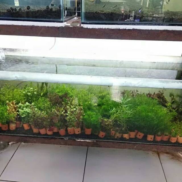Tanaman Hias Aquarium Shopee Indonesia