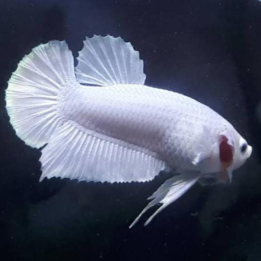 Terbaru Produk Terlaris 2020 Hobi Koleksi Cupang Betina White Platinum