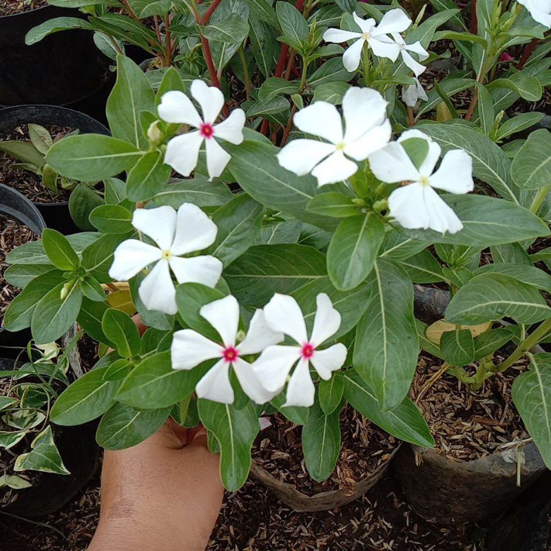 bibit tanaman hias tapak dara bunga putih