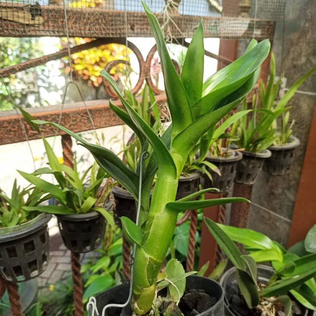 Anggrek Dendrobium Numimbah beauty / Nindii X Tosons / Violaceoflavens pra Dewasa