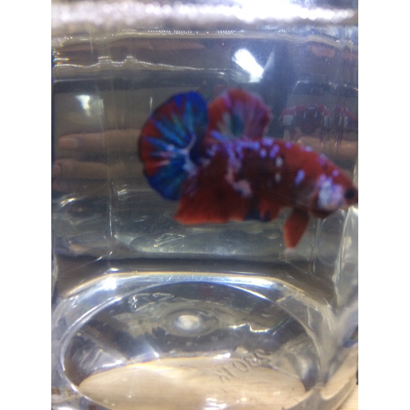 ikan Hias cupang Red Koi Galaxy Masking