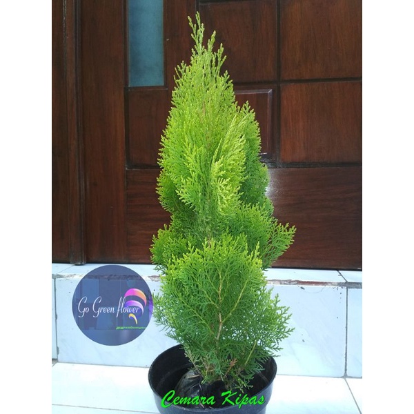 Cemara Kipas Thuja Occidentalis Pohon Natal Cemara Natal