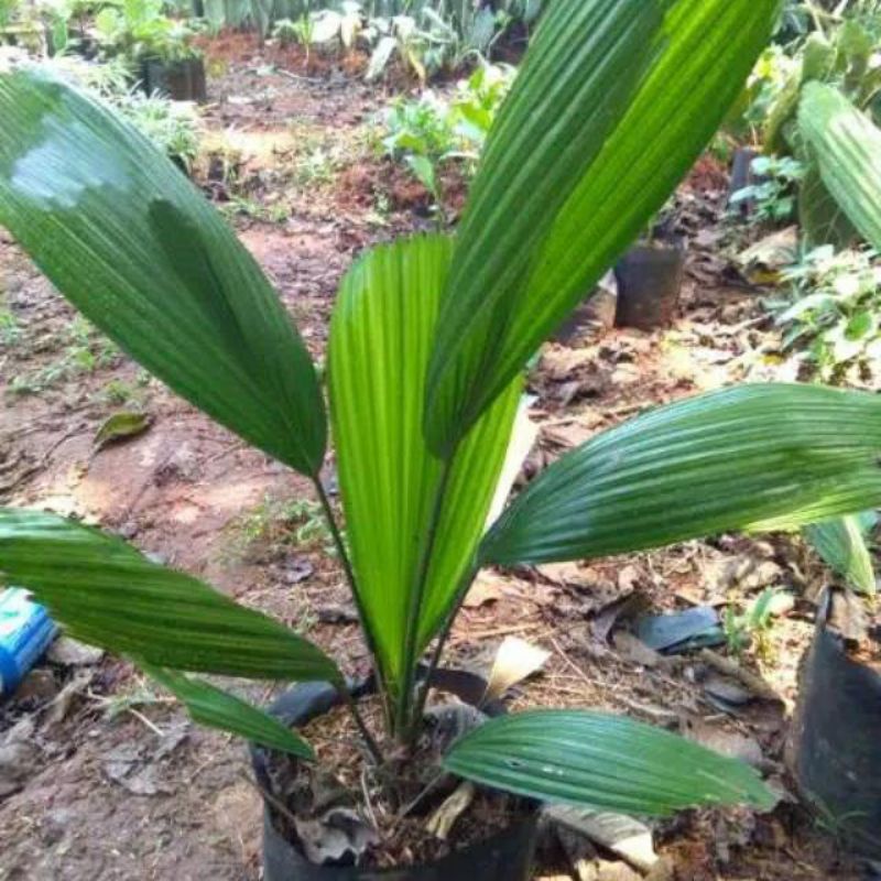 Tanaman hias palem kol - palem kol - palem - bibit pohon palem - pohon palem - palem kol