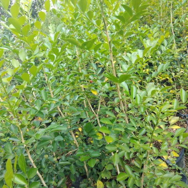 

bibit kemuning