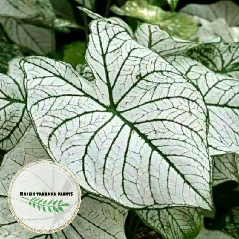 Tanaman Hias Caladium Whitechrismast - Keladi Putih Tanaman Hidup-,Bunga Hidup Murah Bunga Hiasan ru