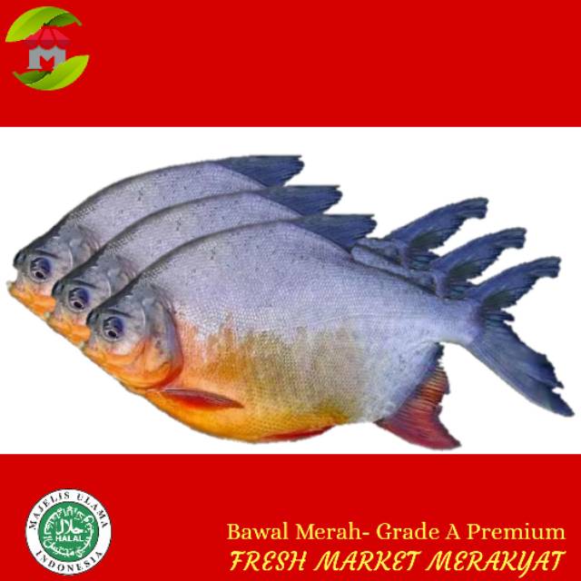 

Ikan Bawal Merah Air Tawar 900-1000gram Size 3-4 Grade A Kualitas Premium