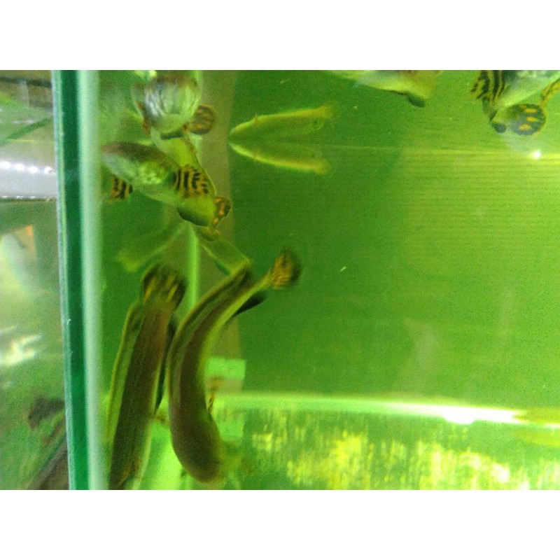 Channa Bleheri 11-13cm