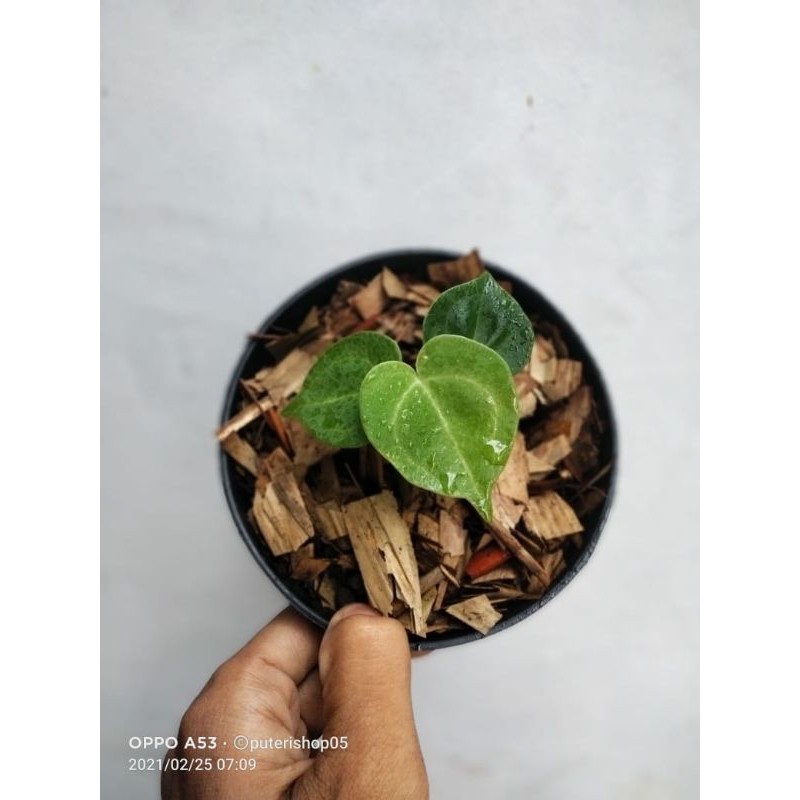 tanaman hias baby kuping gajah tarantula