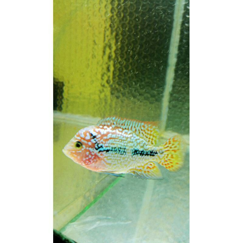 (COD)IKAN LOUHAN/BURAYAK KAMFA F2 GRADE B GEN ORI THAILAND