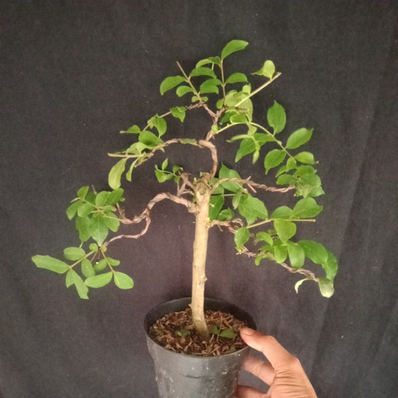 bonsai jadi..sakura bunga putih..(realpict.)