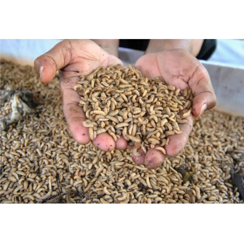 magot Umpan Galatama Lele 500gr