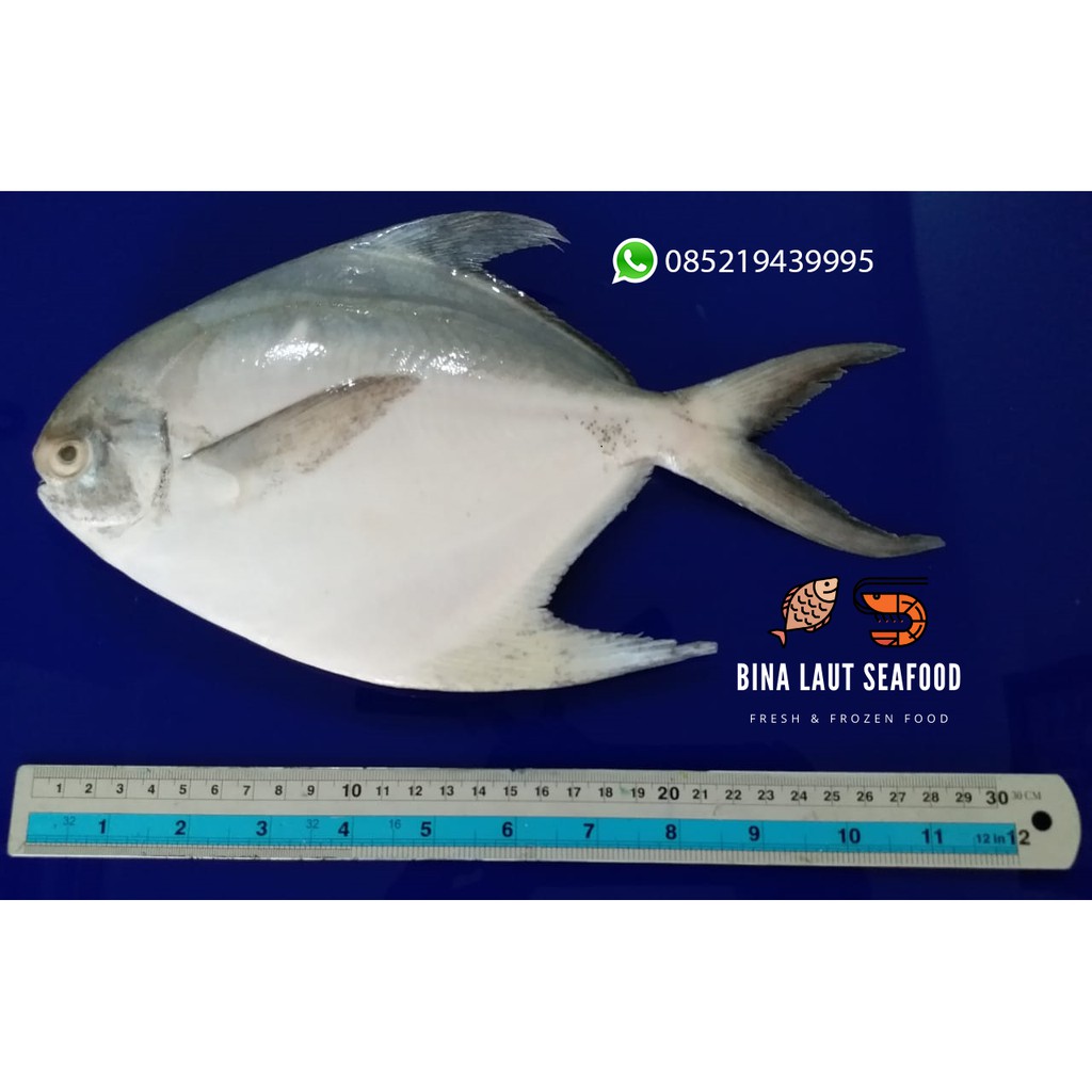

IKAN BAWAL PUTIH JUMBO (430-480 GRAM / EKOR)