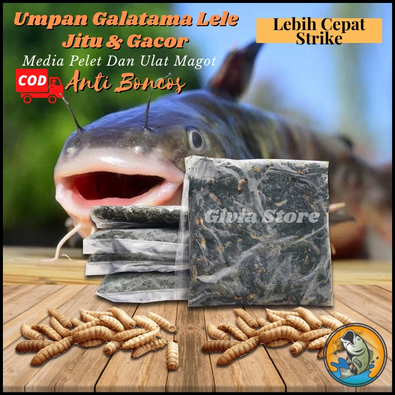 Jual Umpan Galatama Lele Jitu Siap Pakai Media Ulat Magot Dan Pelet