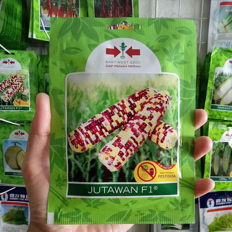 Benih Jagung Warna Warni Jutawan F1 Isi 200biji - jagung Pulut