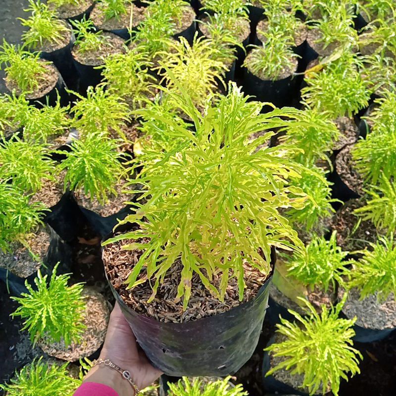 tanaman hias/tanaman out dor brokoli kuning