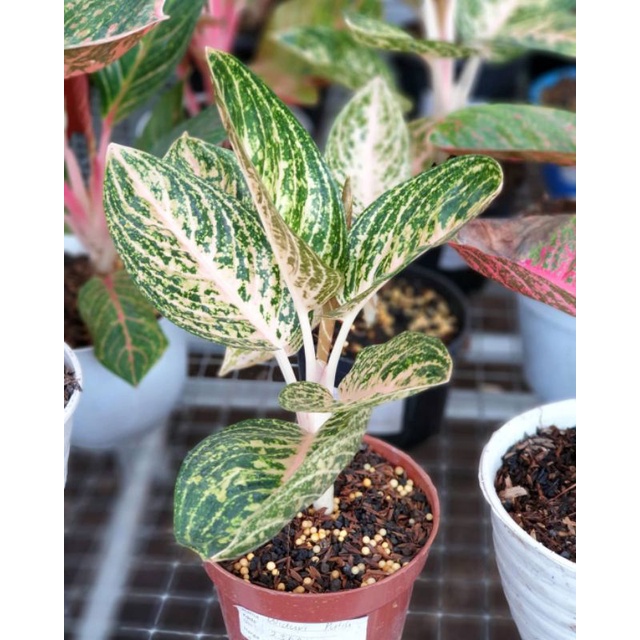 AGLONEMA WIDURI PUTIH ANAKAN