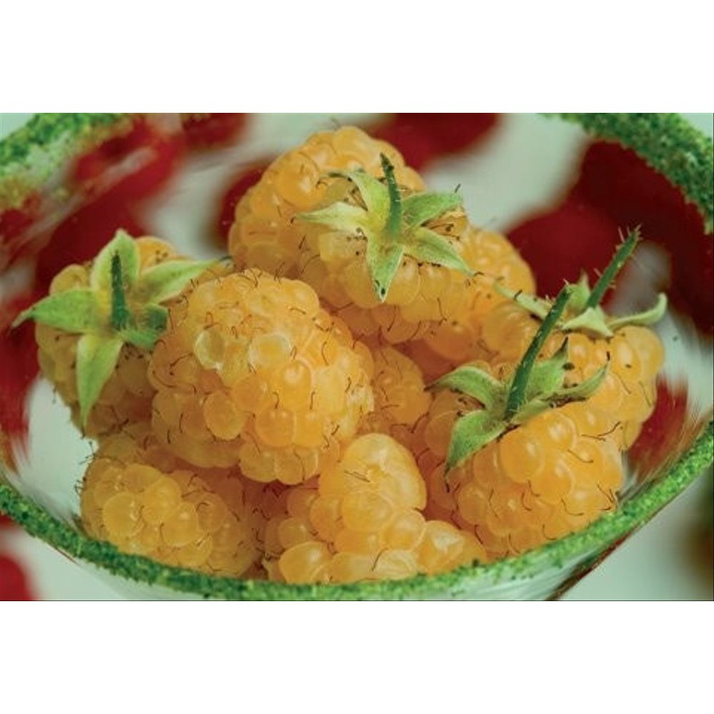 Benih Raspberry Kuning Yellow Raspberry Import Diskon