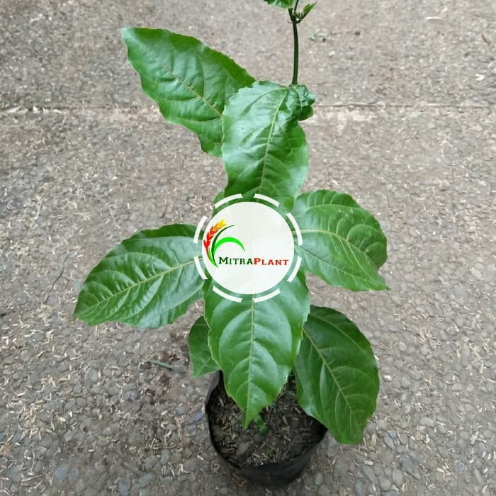 Bibit Tanaman Markisa Ungu Bibit Tanaman Markisa Hitam Pohon Markisa Merah Pohon Markisa Hitam