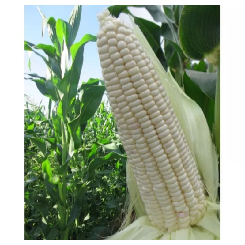 1kg Benih jagung pulut/  jagung ketan